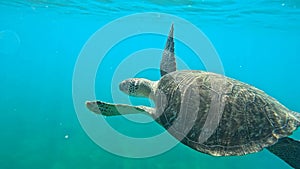 hawksbill sea turtle going to the surface to breathe, undersea video in caribbean sea