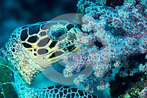 Hawksbill sea turtle head closeup feeding
