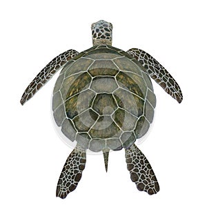 Hawksbill Sea Turtle isolated on white. 3D illustration