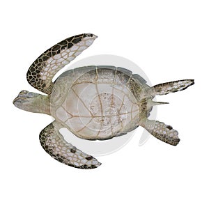 Hawksbill Sea Turtle isolated on white. 3D illustration