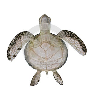 Hawksbill Sea Turtle isolated on white. 3D illustration