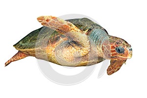 Hawksbill sea turtle isolated on white background