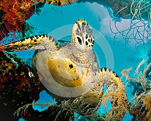 Hawksbill sea turtle from the Liberty ship wreck in Tulamben