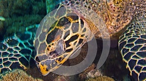 Hawksbill Sea Turtle, North Ari Atoll, Maldives