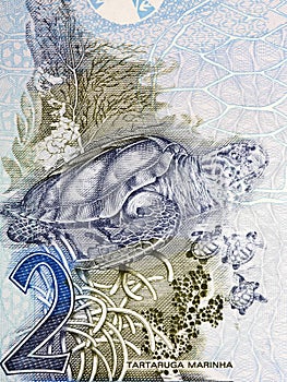 Hawksbill sea turtle a portrait from old Brazilian money