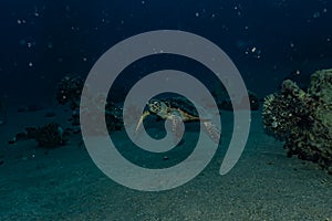 Hawksbill sea turtle in the Red Sea