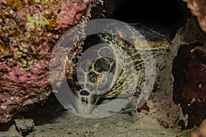 Hawksbill sea turtle in the Red Sea