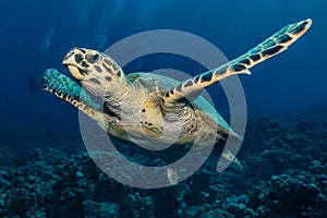 Hawksbill sea turtle in the Red Sea