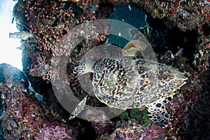 Hawksbill Sea Turtle and Reef in Indonesia