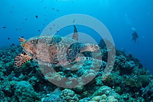 Hawksbill Sea Turtle and Scuba Diver in Palau