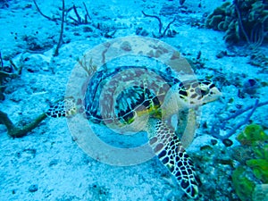 Hawksbill Sea Turtle on the Sea Floor