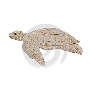 Hawksbill Sea Turtle Side Drawing