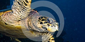 Hawksbill Sea Turtle, South Ari Atoll, Maldives