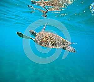 hawksbill sea turtle surfacing to breath or eretmochelys imbricata in malendure, guadeloupe