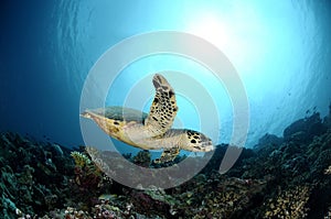 Hawksbill Sea Turtle swimming by in Maldives