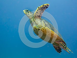 Hawksbill sea turtle swimming underwater.