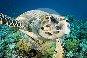 Hawksbill sea turtle swims in the clear blue ocean