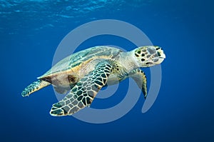 Hawksbill sea turtle swims in the clear blue ocean