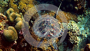 Hawksbill sea turtle swims under water on the background of coral reefs. Scuba dive on wildlife. Underwater marine life