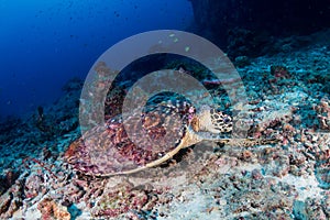 Hawksbill Sea Turtle on a tropical coral reef in Asia