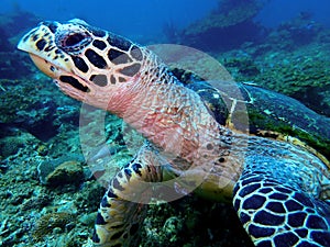 The Hawksbill sea turtle in Tunku Abdul Rahman Park, Kota Kinabalu, Sabah. Malaysia Borneo.
