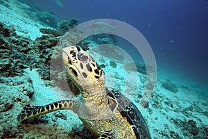 Hawksbill sea turtle underwater