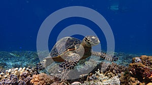 Hawksbill sea turtle underwater on a Coral reef of indonesia north of gili trawangan and gili air lombok bali