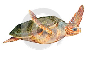 Hawksbill sea turtle on white background