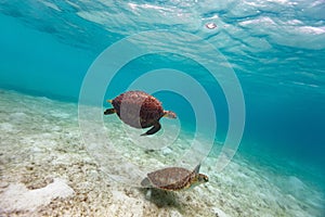 Hawksbill sea turtles
