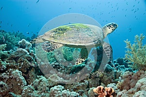 Hawksbill turtle