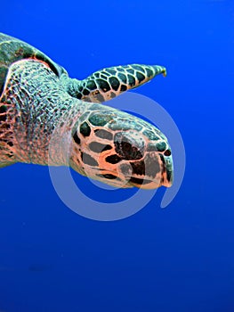 Hawksbill Turtle