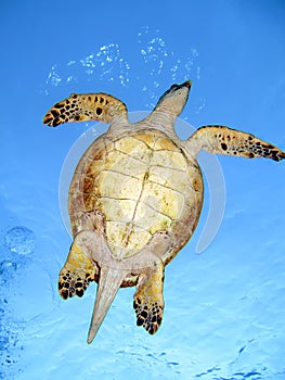 Hawksbill Turtle