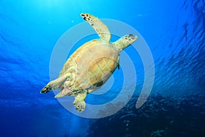 Hawksbill Turtle