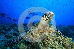 Hawksbill Turtle