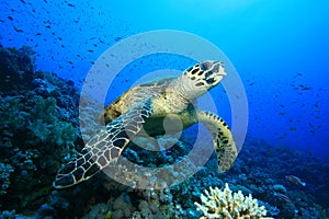 Hawksbill Turtle