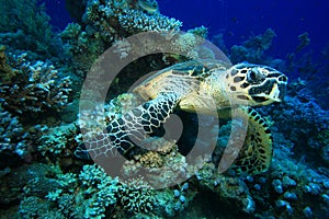 Hawksbill Turtle