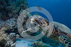 Hawksbill turtle