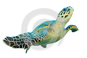 Hawksbill Turtle photo