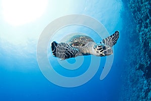 Hawksbill turtle