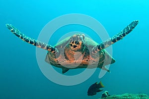 Hawksbill Turtle