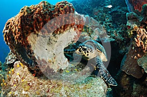 Hawksbill turtle