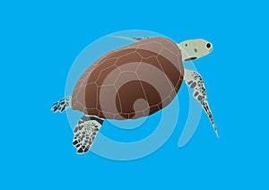 Hawksbill Turtle