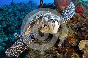 Hawksbill Turtle