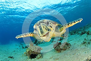 Hawksbill Turtle