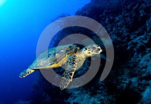 Hawksbill turtle