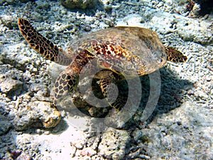 Hawksbill Turtle #3 photo
