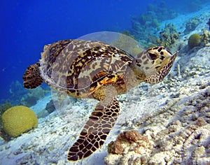 Hawksbill Turtle