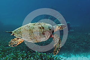 Hawksbill turtle