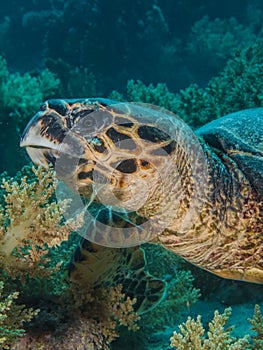 Hawksbill turtle