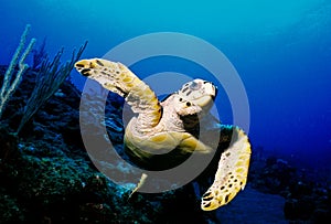 Hawksbill Turtle